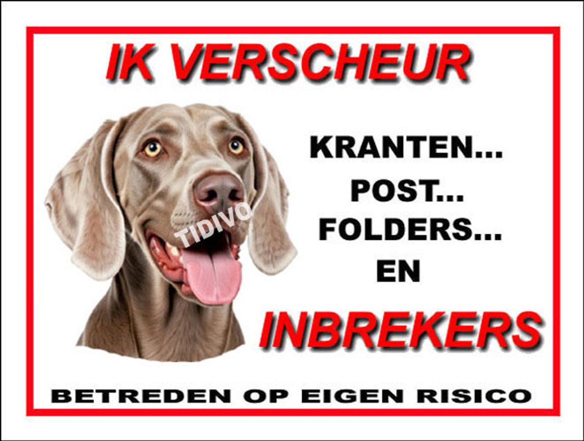 Weimaraner, korthaar 8