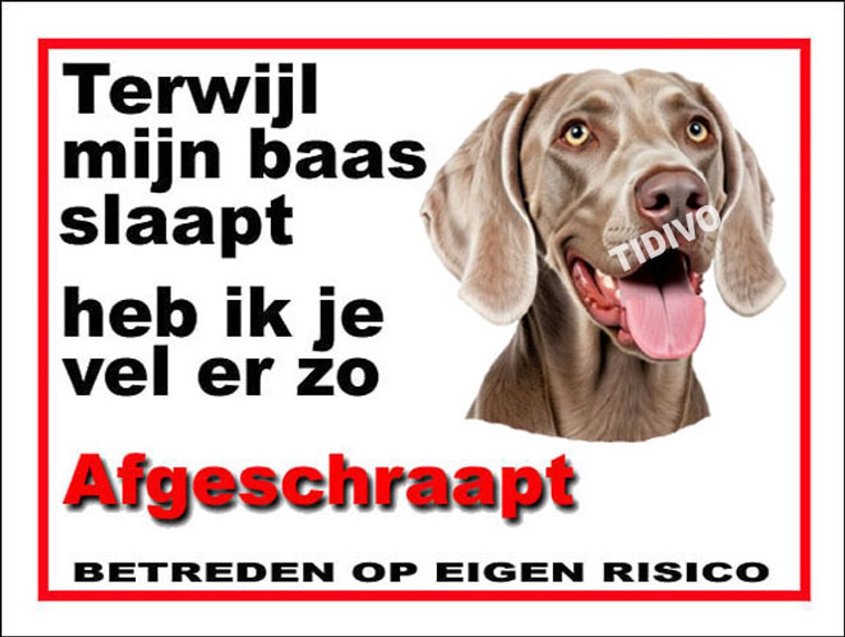 Weimaraner, korthaar 15