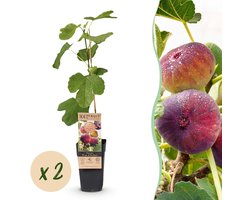 Green boutiQ - Fruitplant - Ficus carica Rouge de Bordeaux - Vijgenboom - Winterhard - Paarse Vrucht - 2 Planten - Pot 15cm - Hoogte 50cm