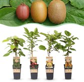 Green boutiQ - Fruitplant - Actinidia Weiki & Hayward, Ken,s Red, Golden Kiwi - Kiwiplant - 1 Mannelijke - 3 Vrouwelijke - Planten - Groen-Rood-Geel - Pot 15cm - Hoogte 50cm