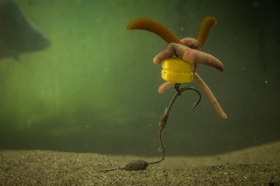 Corn Maggot Clip Pole Position van Merkloos — afbeelding 4