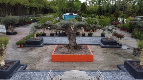Italiaanse Cipres Totem - Cupressus Sempervirens Totem - Winterhard - Pot ⌀ 32cm -Hoogte  150-175cm