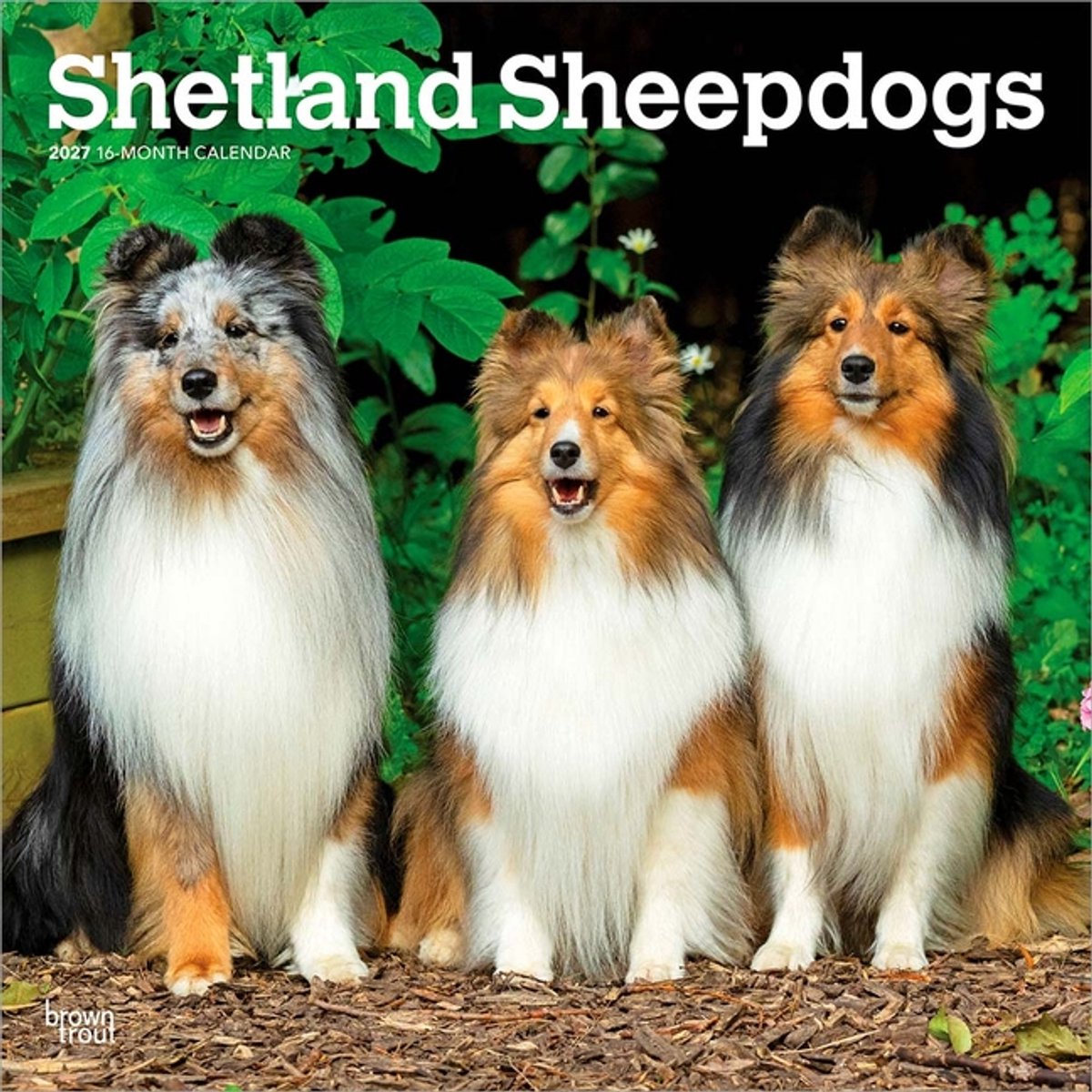 Sheltie - Shetland Sheepdog Kalender 2027