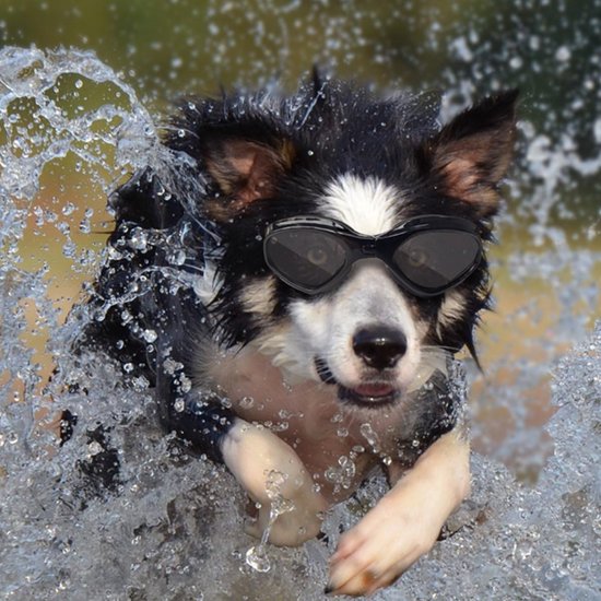 Waterdichte Zonnebril voor Kleine Hond en Puppy - UV-Bescherming en Winddicht - Roze van Merkloos — afbeelding 2