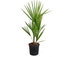 Europese Dwergpalm - Palmboom Winterhard - Tuin Decoratie - Inheemse Europese Palmsoort - 40-50 cm Hoog - Groen