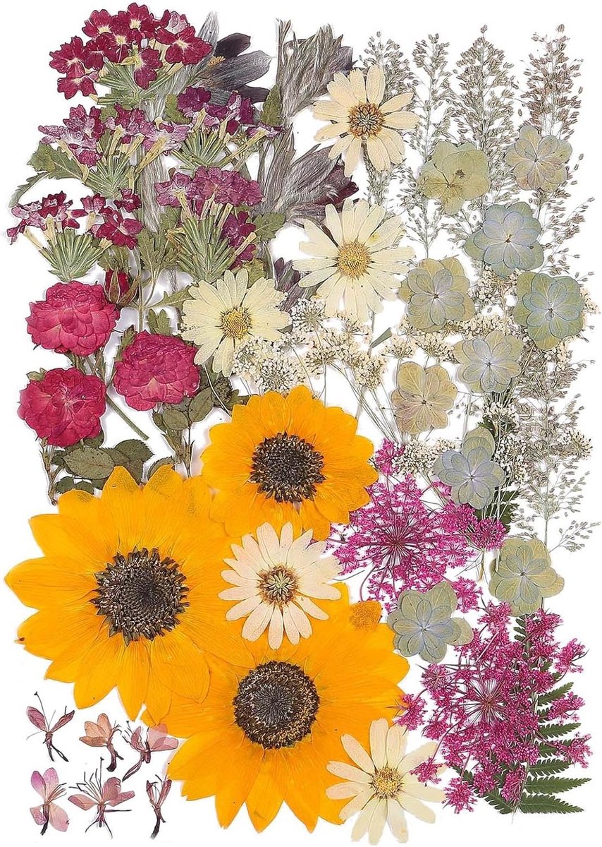 Gedroogde Geperste Bloemen - Natuurlijke Bloemen Bladeren - Doe-het-zelf Ambachten - Groot Formaat A4 - 30 cm - Herfst Zonnebloem