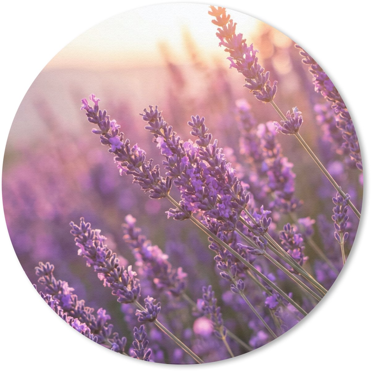 Muismat rond 50x50 cm - Mousepad Lavendel - Paars - Zonlicht - Ronde muismatten