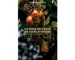 Harmattan Côte-d'Ivoire-La noix de cajou en Côte d'Ivoire
