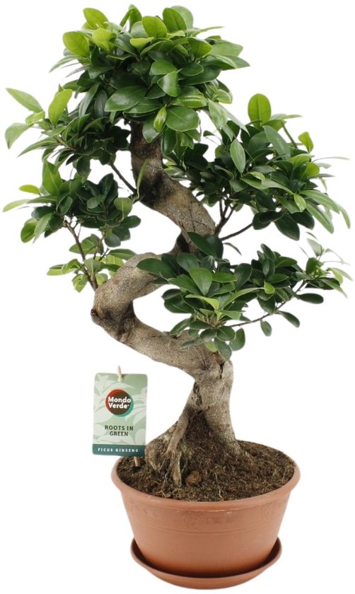 Ficus Bonsai - Ficus Ginseng 60 cm - Halfschaduw - Ø22cm - kamerplant
