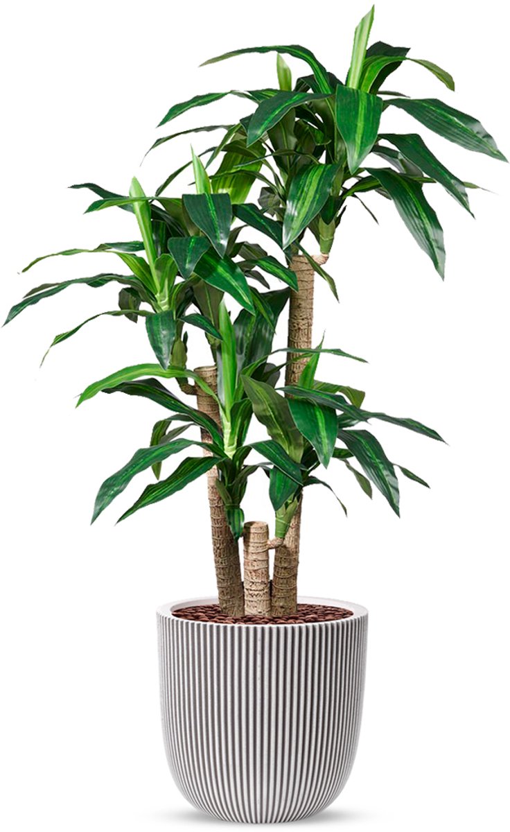 HTT Decorations Kunstplant Dracaena fragans in Planter Ball groove ivoor H150 cm