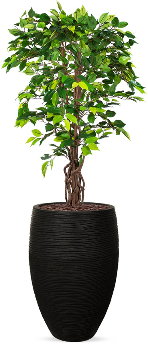 HTT Decorations Kunstplant Ficus in Vaas elegant Deluxe rib zwart H165 cm
