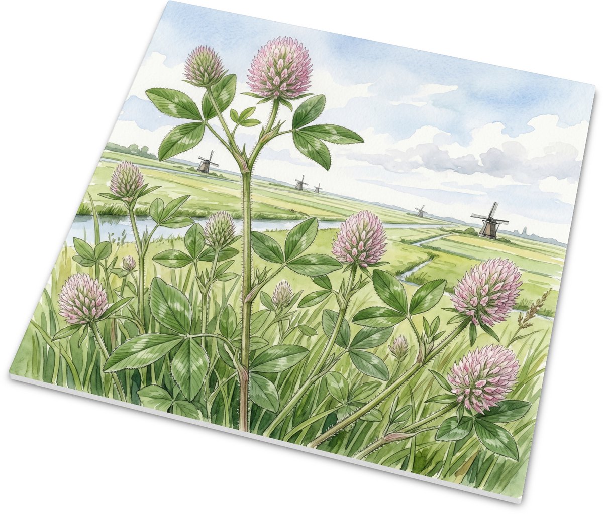 Tegeltje Ruwe Klaver in Hollands Landschap met Molens - Glanzend Wandtegeltje met Aquarel 