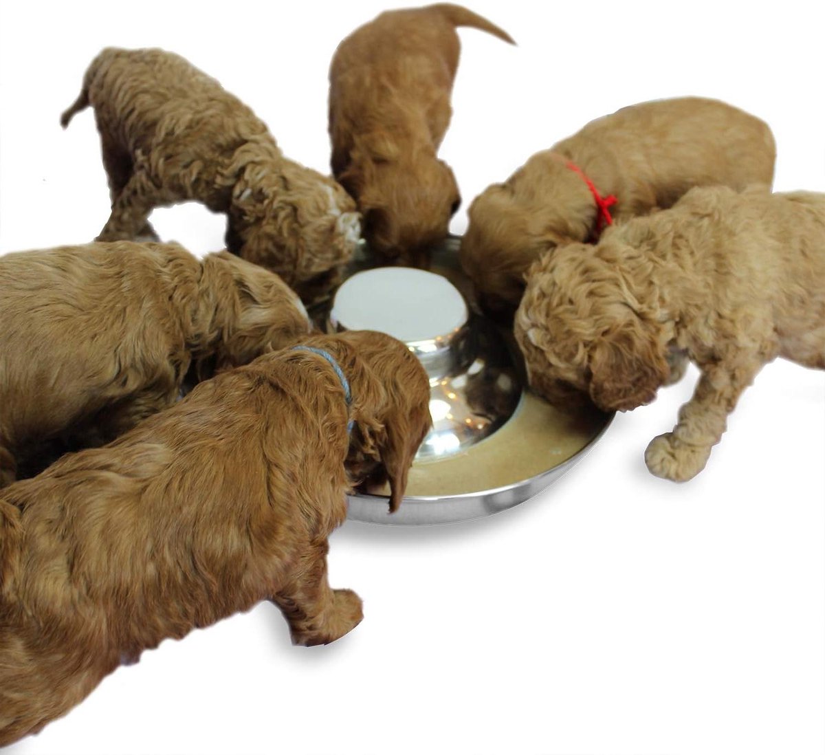 Hondenvoerbakken - Puppy kommen - Huisdieren voeden - Vaatwasmachinebestendig - 13 Liter - Metaal