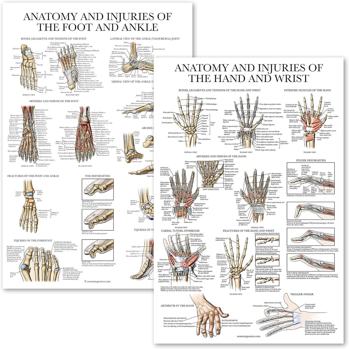 Anatomie Grafieken Set - Lichaamsdelen Kaarten - Onderwijs en Studie - Gedetailleerde Illustraties - 18x27 Inch - Meerdere Kleuren