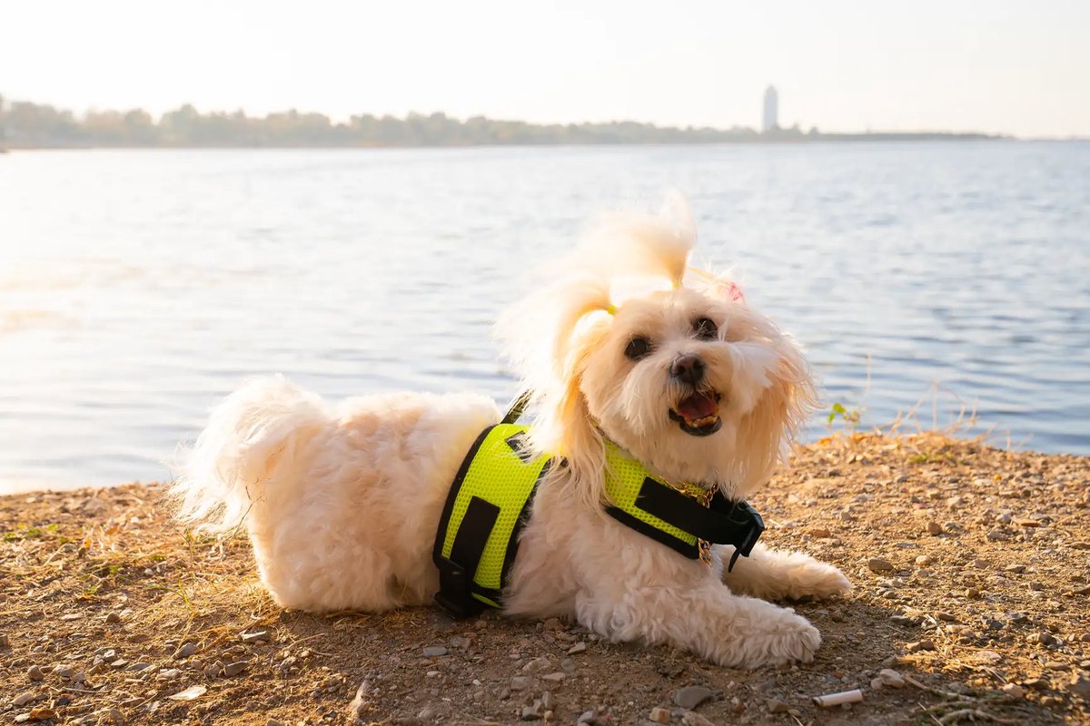 Hollacom - Air-Mesh Harness - Hondenharnas - Hondentuig - Hondentuigje Kleine Hond - Harnas Hond - Anti Trek Tuig Hond - Reflecterend - Neon Green