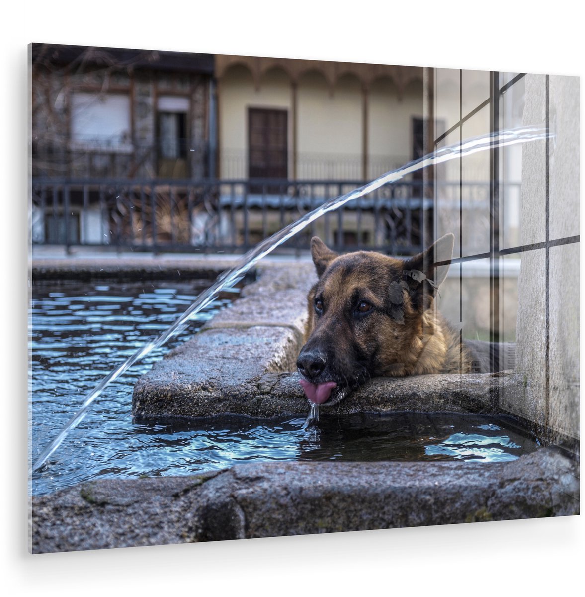 ® Glasschilderij 160x120 cm - Schilderij acrylglas - Duitse herder - Hond - Fontein - Drin