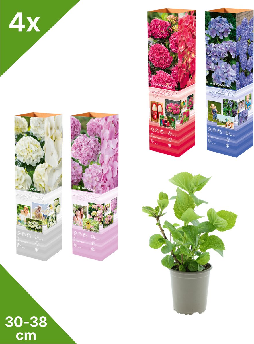 GARDENZO - 4x Hydrangea macrophylla Mix (Hortensia) - Blauw, Wit, Roze, Rood - in P9 Pot