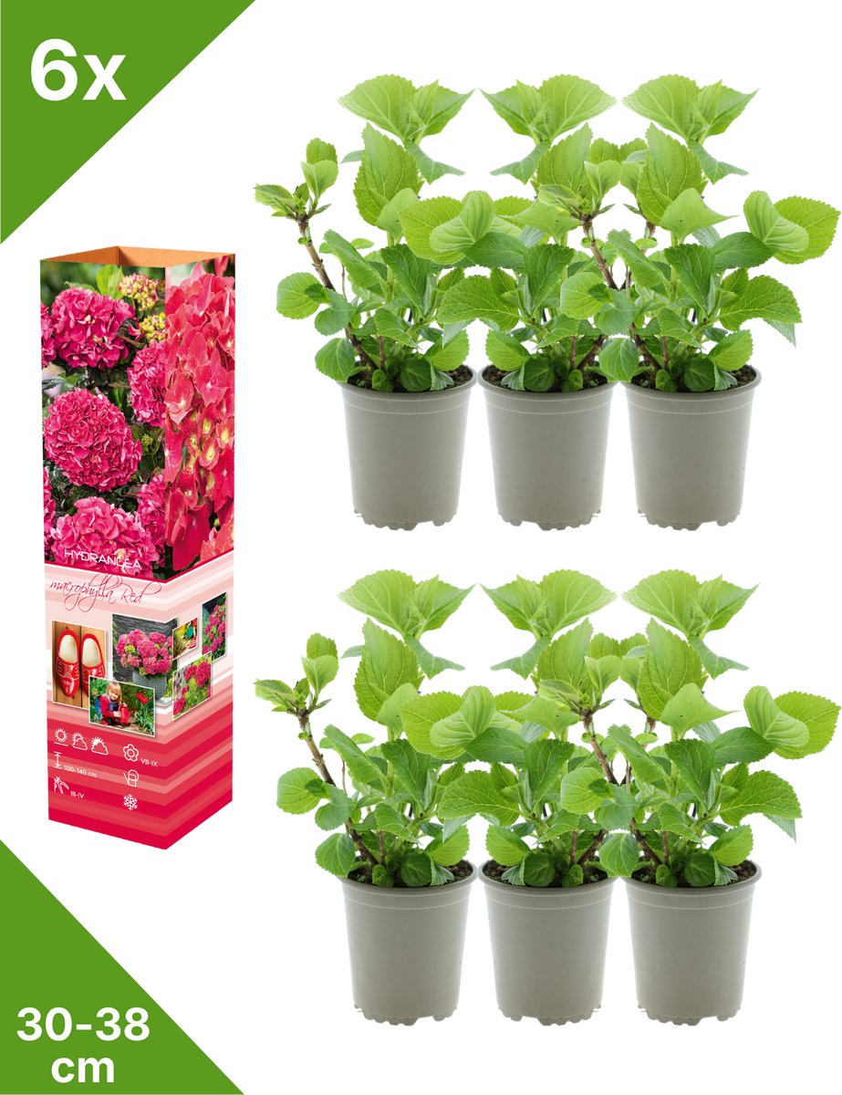 GARDENZO - 6x Hydrangea macrophylla 'Rood' (Hortensia) - in P9 Pot