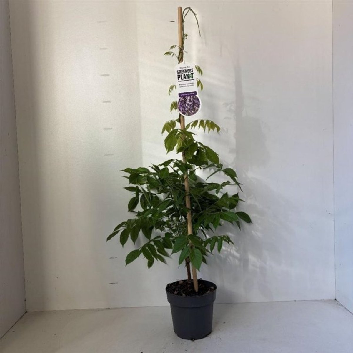Set van 3 | Wisteria sinensis 'Prolific' - 2 liter pot - 80-100 cm