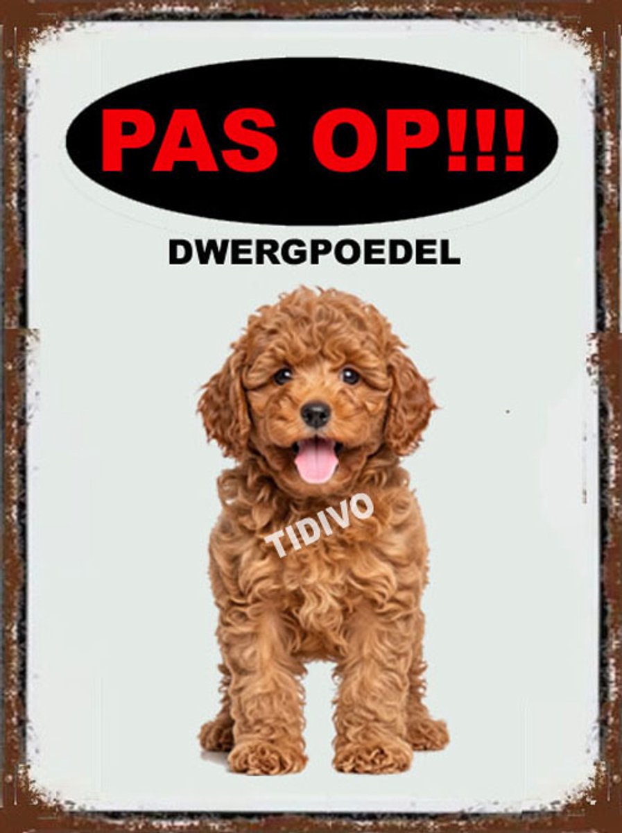 Dwergpoedel 17