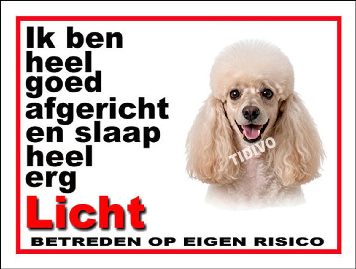 Dwergpoedel 4