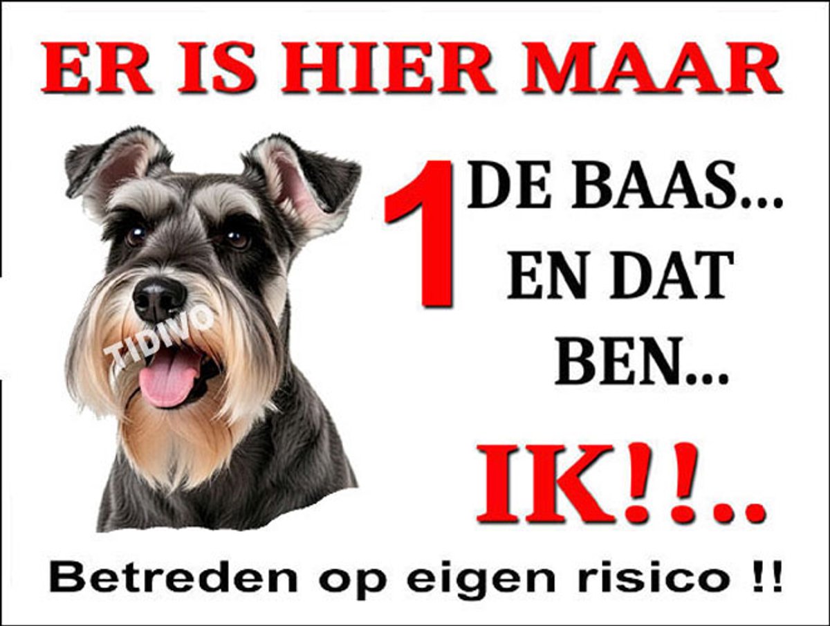Dwergschnauzer 26
