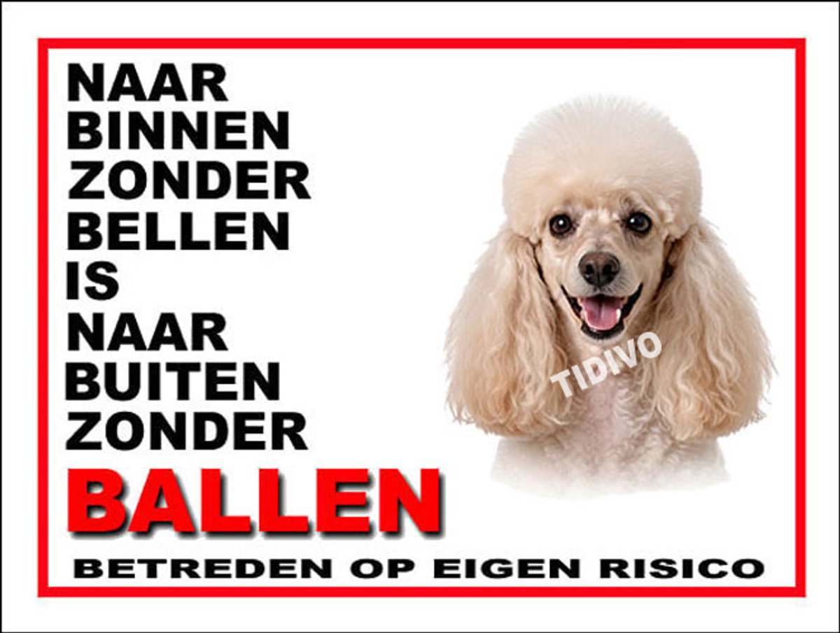 Dwergpoedel 11