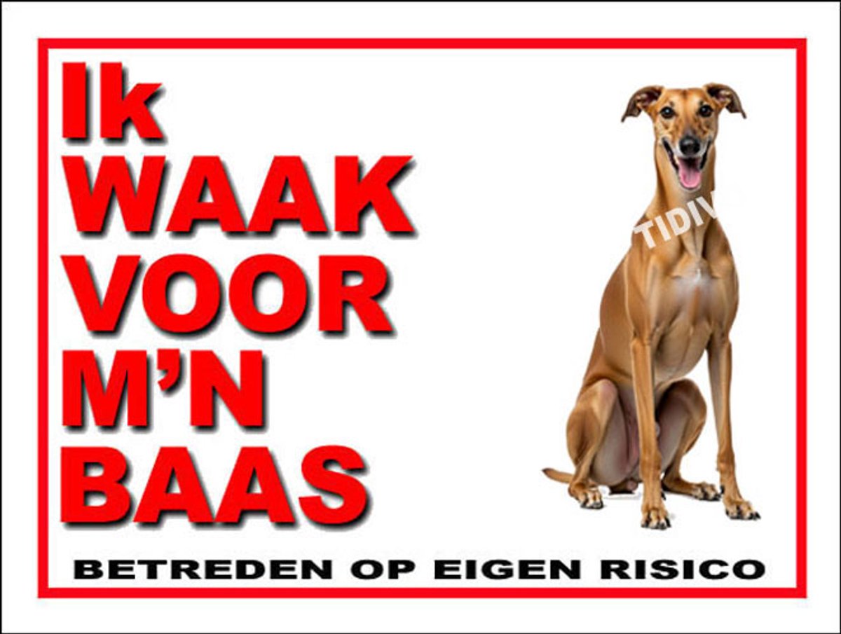 Galgo Español 9