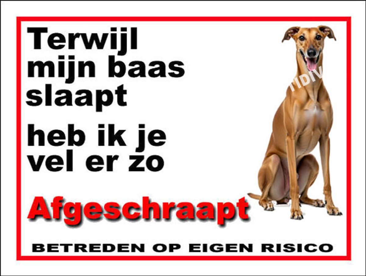 Galgo Español 15