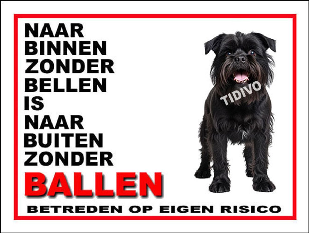 Griffon Belge 11