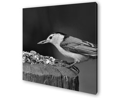 Vogel Zonnebloempitten - Canvasfoto Hout - Wanddecoratie Woonkamer - Digitale Druk - 40x40 cm - Zwart Wit
