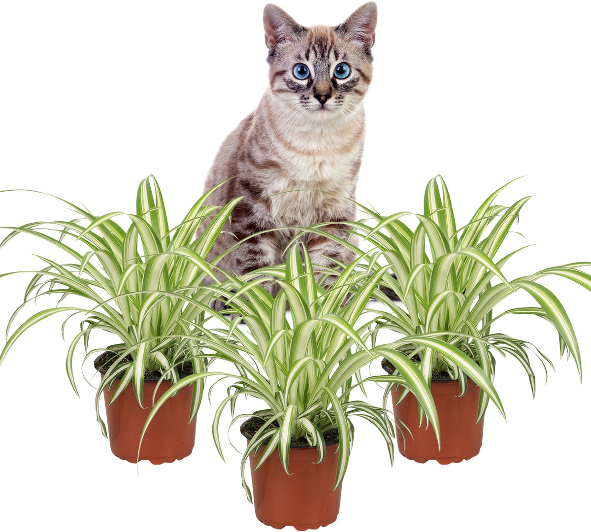 Chlorophytum Variegatum – Graslelie - Set van 3 Kamerplanten – Luchtzuiverende kamerplant – Diervriendelijk – 25–30 cm – Pot 12 cm