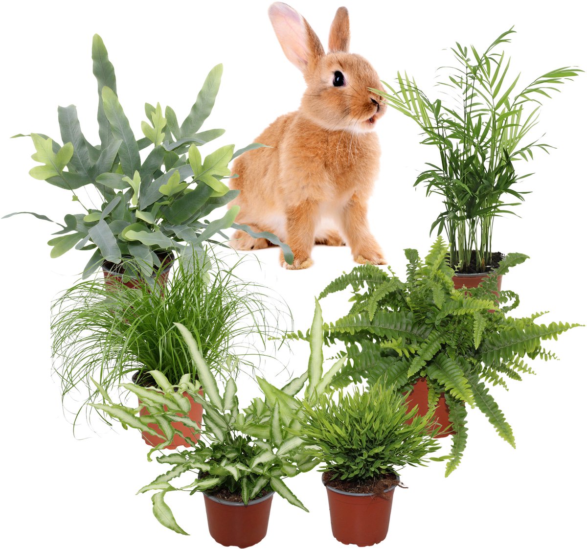 Tropische Kamerplanten XL – Set van 6 – Nephrolepis, Phlebodium, Pteris, Chamaedorea, Bamboe Monica & Cyperus Zumula – 30–40 cm – Pot 12 cm