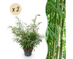 Green boutiQ - Grassen - Fargesia robusta Pingwu - Niet Woekerende Bamboe - Bladhoudend - Groen - 2 Planten - Pot 23 cm - Hoogte 80 cm