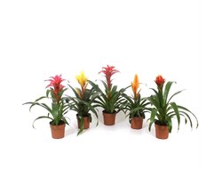 JUNAVERA Bromelia gemengd - Terrariumplant 9 cm pot, verschillende soorten | Per stuk
