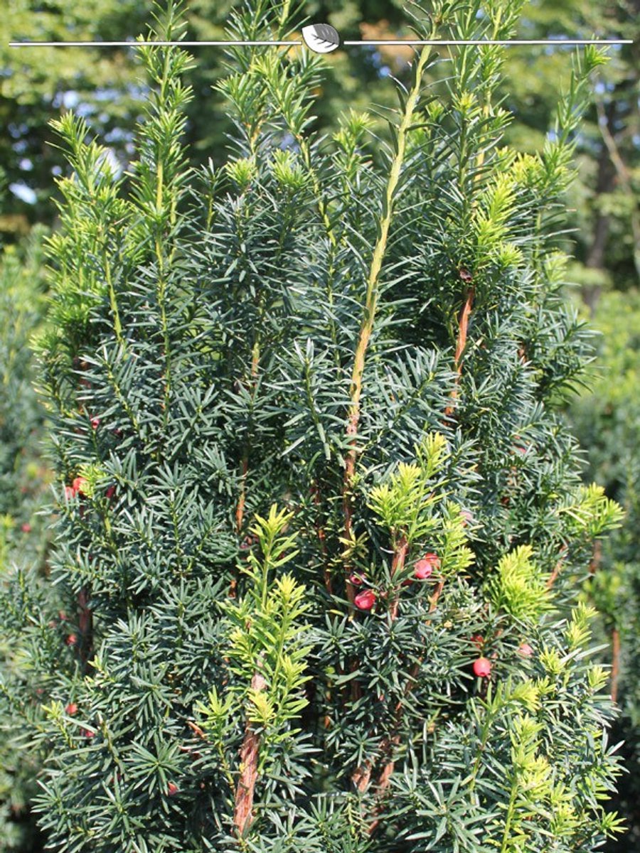 Venijnboom Taxus media Hicksii 40-50 cm, 20x Haagplant
