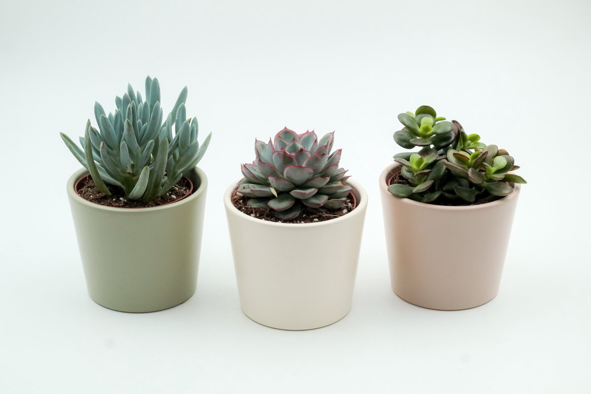 Set van 3 Vetplanten & Cactus in Pastelkleurige Potjes – Makkelijke Kamerplanten – Pastel Trio – Cadeauset - Ikhebeencactus