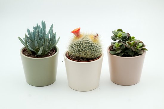 Drie kamerplanten in pastelpotten: groene vetplant, cactussen met oranje bloem, jade plant.