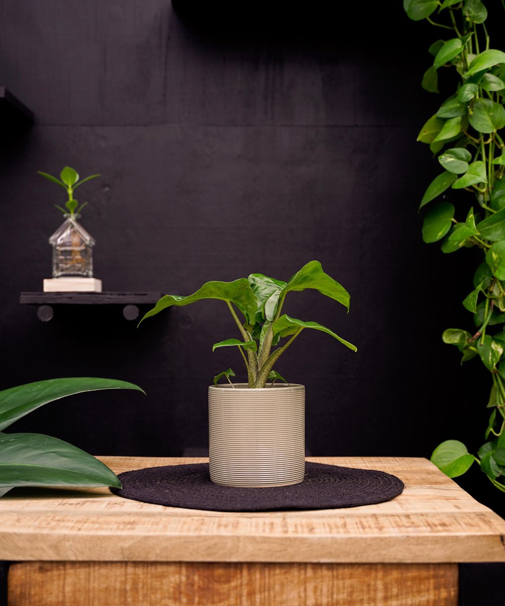 Alocasia Low Rider | 30cm | kamerplant | met gebroken witte keramieken pot