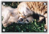 Tuinposter Poes en Hond knuffelend in Struik 60x40cm- Foto op Tuinposter (wanddecoratie voor buiten en binnen)