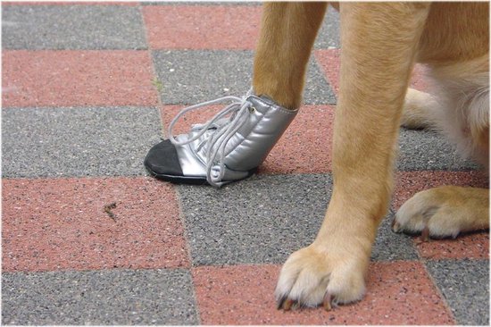 Hondenschoenen: Kies Jij De 7 beste van 2024? 10 Beschermingsschoen Zilver, zwart. Maat L.