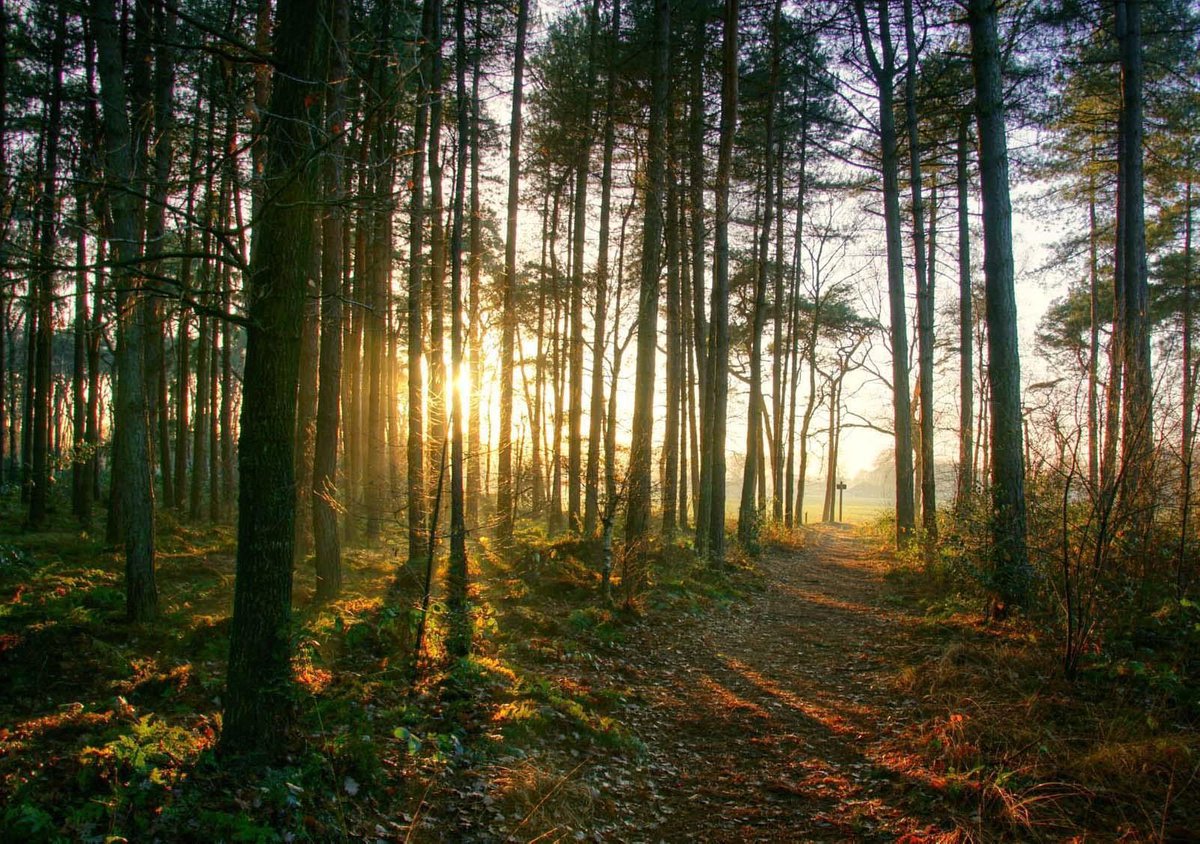 Fotocanvas - Zon op het bos pad 100 x 70 cm (DSC06857)