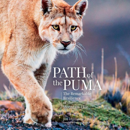 Path of the Puma - cover