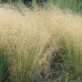 6 x Deschampsia Cespitosa 'Goldschleier' - Smele Pot 9x9 cm - Gouden Graspluimen