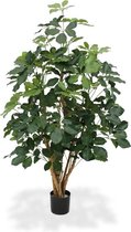 Schefflera Exotica 120cm