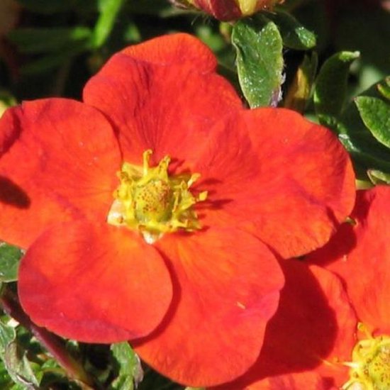 Potentilla Fruticosa 'Red Ace' - Potentille arbustive 'Red Ace' 25-30 cm pot