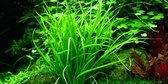 Tropica Helanthium tenellum green 1-2-grow!