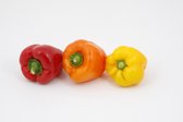 Paprikaplanten pakket, groenteplant, paprika planten, paprika zaden, 9 rode, groene en gele paprika planten