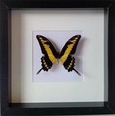 opgezette papilio thoas vlinder in houten diepe lijst.