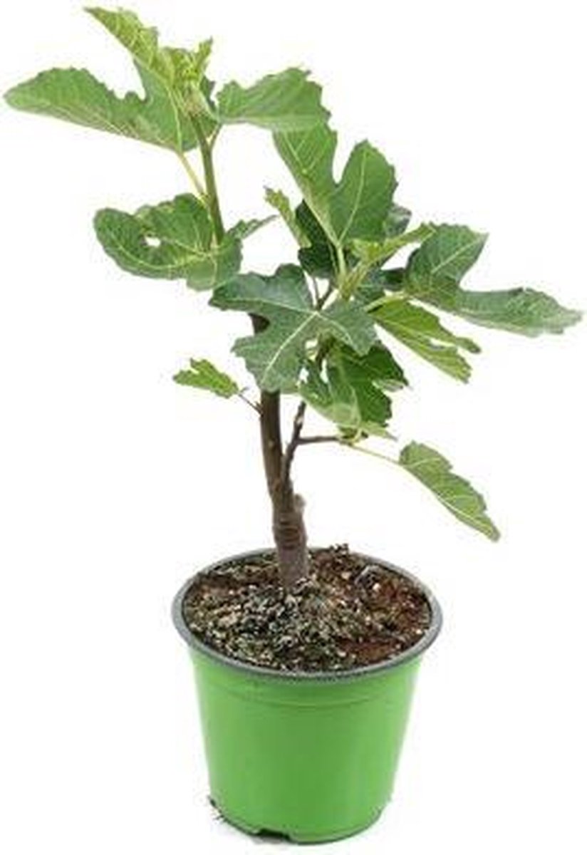 Vijgenboom Ficus Carica 35cm hoog potmaat 15